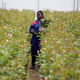 With Covid-19, luxury purchases like flowers are turned to trash.